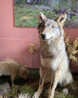 Экскурсия по выставке «Живущие рядом с нами»