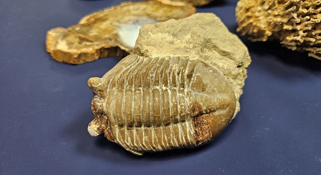 Выставка «По следам древней жизни» Выставка «По следам древней жизни»