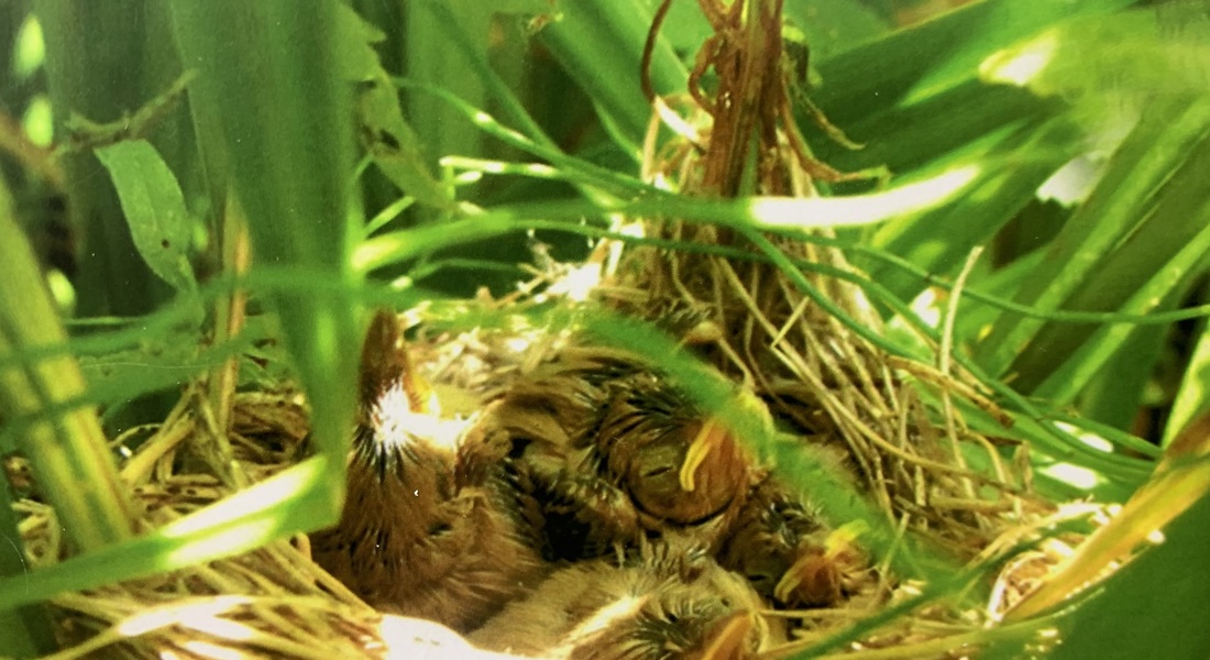 Выставка «Мастера без топора»