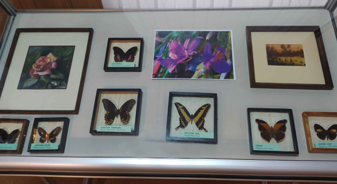 Выставка «Краски тропиков» Выставка «Краски тропиков»