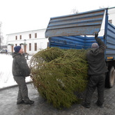 А нам елку подарили! Новогодняя красавица приехала с лесного хозяйства из Калининского района!
