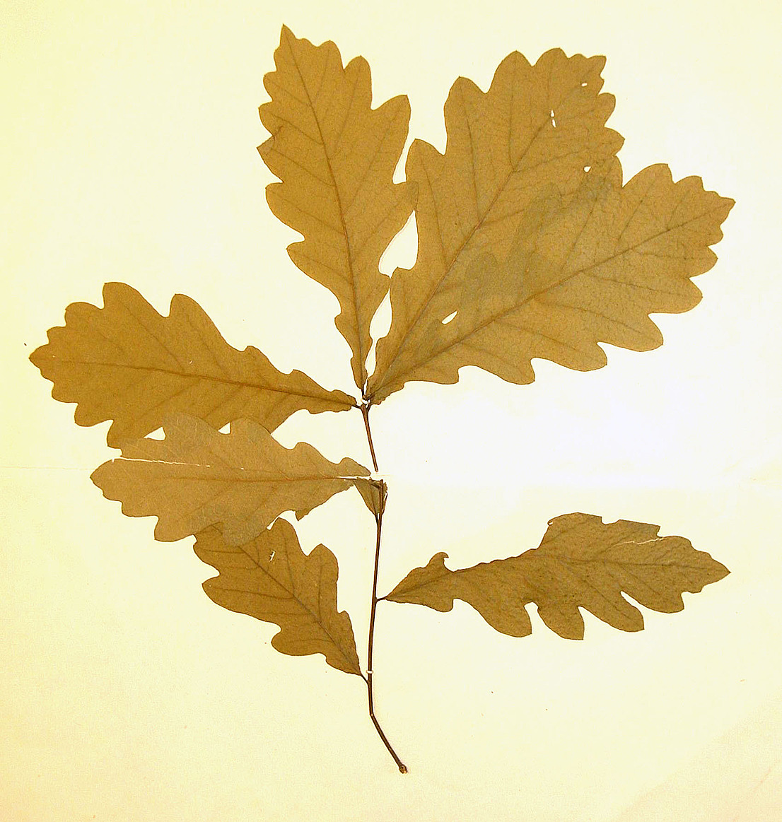 Лист гербарный с растением. Дуб обыкновенный, или черешчатый, летний. Quercus robus