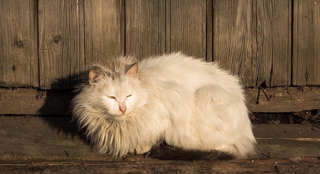 Онлайн-фотовыставка «Мартовские коты» фотоклуба «Плёс» (ч.1)