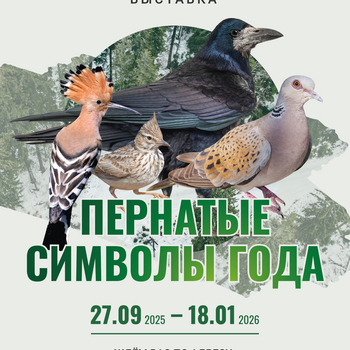 Выставка «Пернатые символы года»
