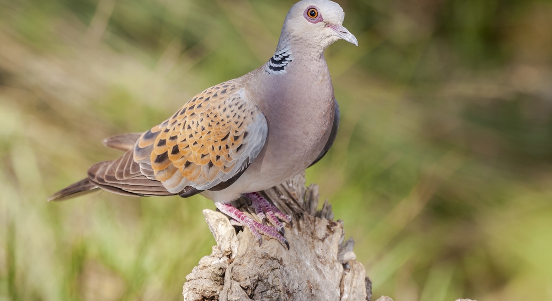 Выставка «Пернатые символы года» Выставка «Пернатые символы года»