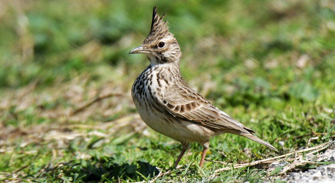 Выставка «Пернатые символы года» Выставка «Пернатые символы года»