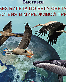 Онлайн-выставка: «Без билета по белу свету: путешествия в мире живой природы» Онлайн-выставка: «Без билета по белу свету: путешествия в мире живой природы»