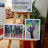 Фотовыставка «Танцующий лес»