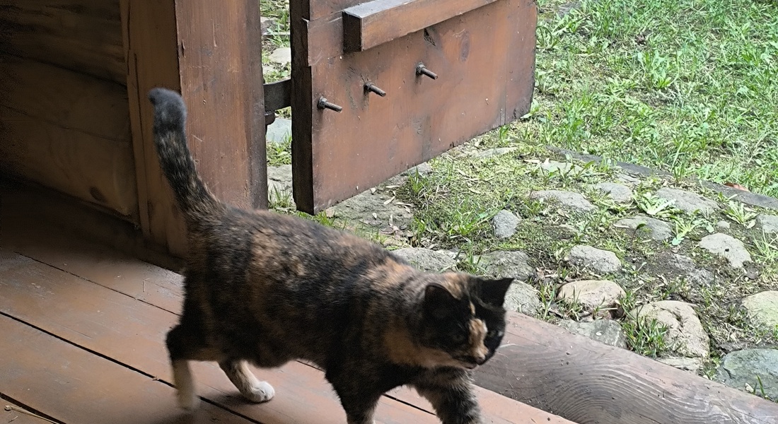 Субботник в Музее тверского быта