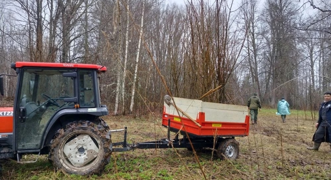 Сорок пять молодых лип