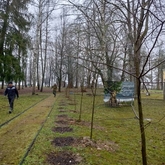 Сорок пять молодых лип