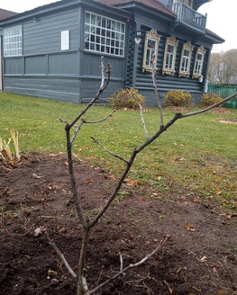 Сирень «Михаил Калинин» Сирень «Михаил Калинин»