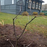 Сирень «Михаил Калинин»