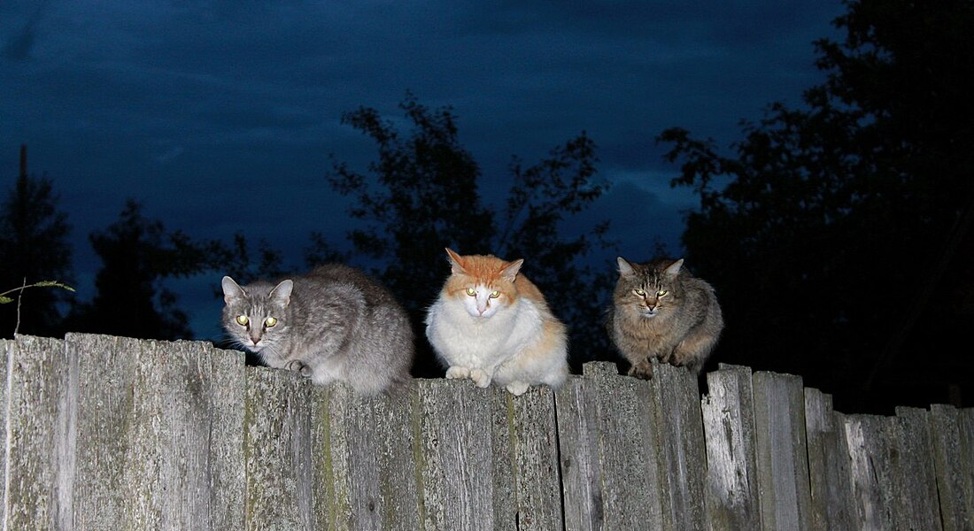 Онлайн-фотовыставка «Мартовские коты» фотоклуба «Плёс» (ч.3)