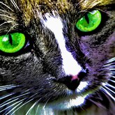Онлайн-фотовыставка «Мартовские коты» фотоклуба «Плёс» (ч.3)
