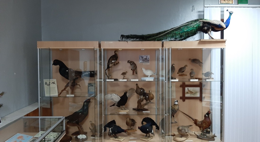 Выставка «Такие разные курообразные»