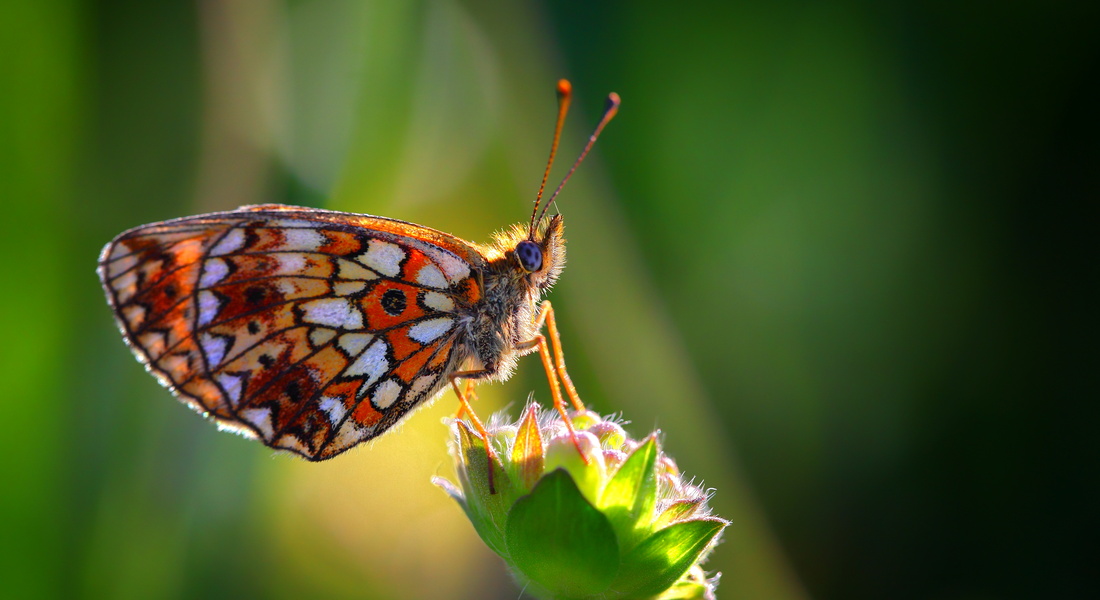 Выставка художественной фотографии «Цветное настроение»