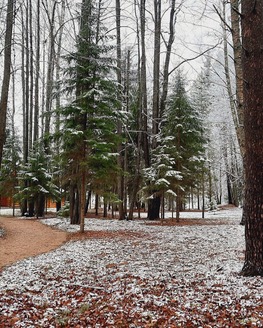 Забота о парке «Василёво»: как музей сохраняет красоту природы зимой Забота о парке «Василёво»: как музей сохраняет красоту природы зимой