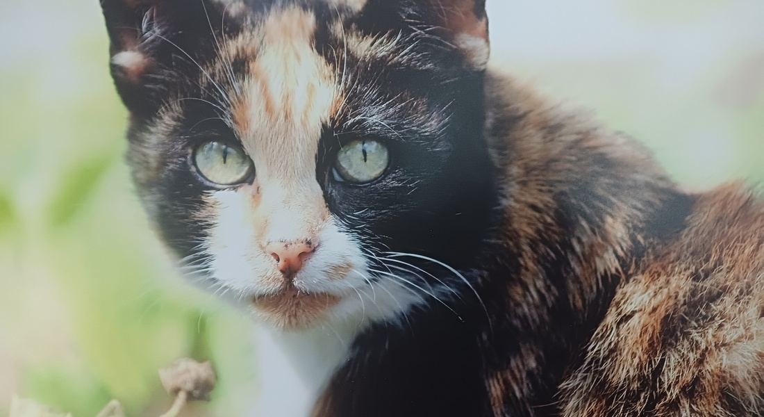 Выставка «Живут на Земле существа неземной красоты» 0+