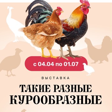Выставка «Такие разные курообразные»
