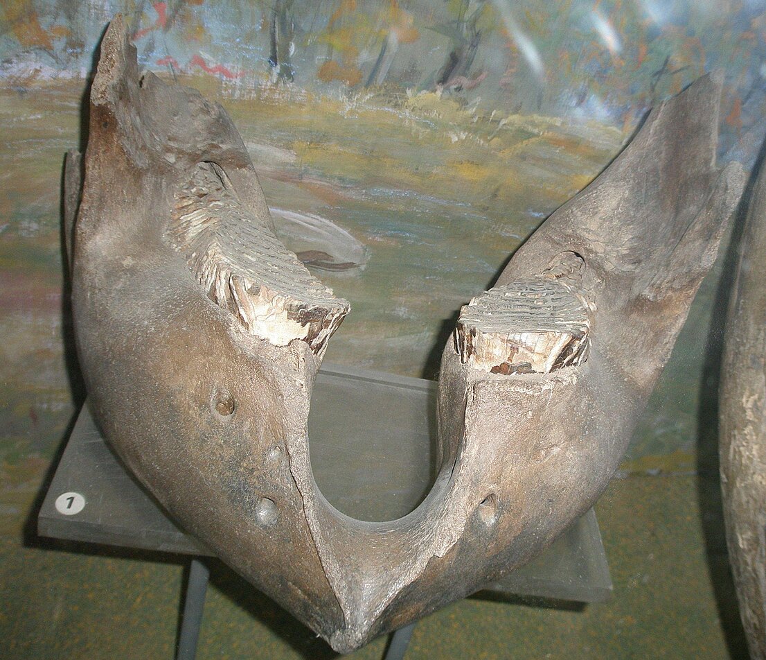 Нижняя челюсть. Мамонт шерстистый. Mammuthus primigenius,  Blumenbach, 1799.