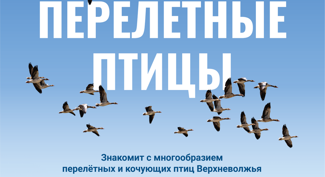 Выставка «Летят перелетные птицы» Выставка «Летят перелетные птицы»