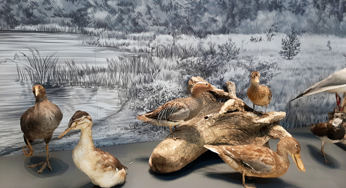 День орнитолога День орнитолога