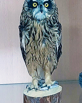 День орнитолога