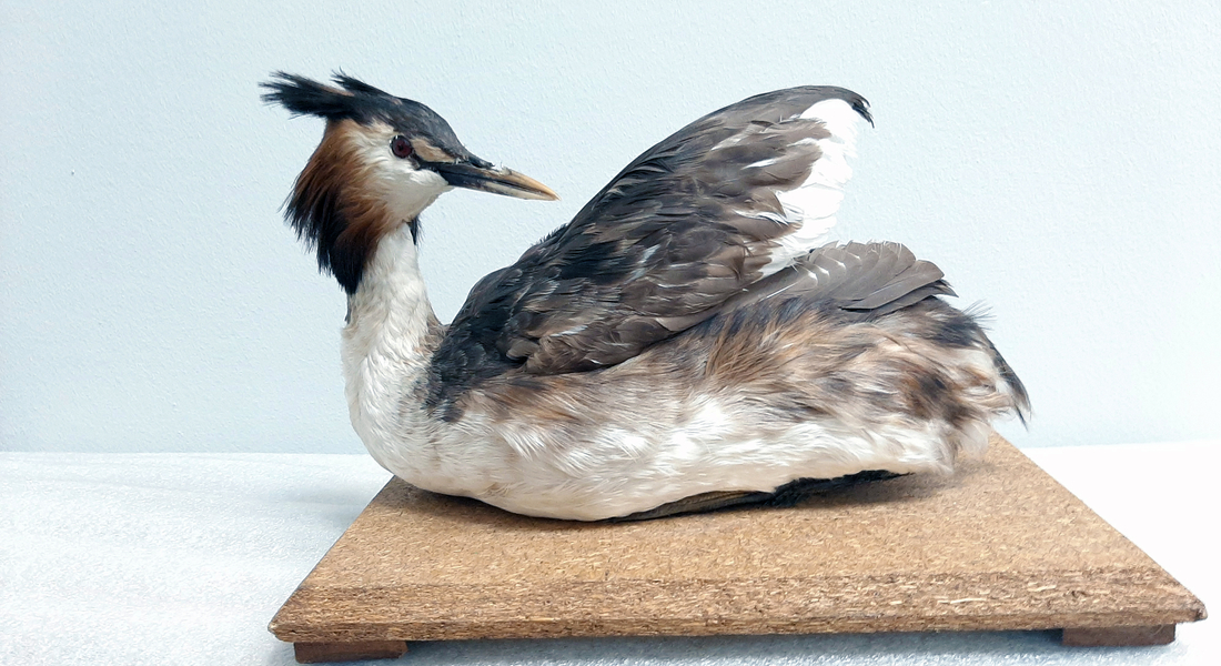 День орнитолога День орнитолога