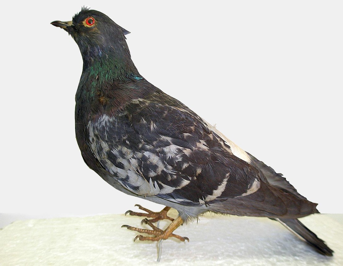 Чучело. Голубь сизый. Columba livia Чучело. Голубь сизый. Columba livia