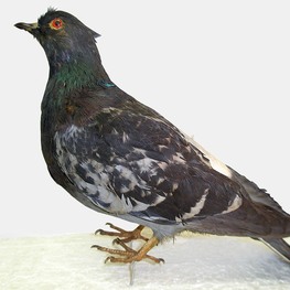 Чучело. Голубь сизый. Columba livia Чучело. Голубь сизый. Columba livia