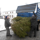 А нам елку подарили! Новогодняя красавица приехала с лесного хозяйства из Калининского района!
