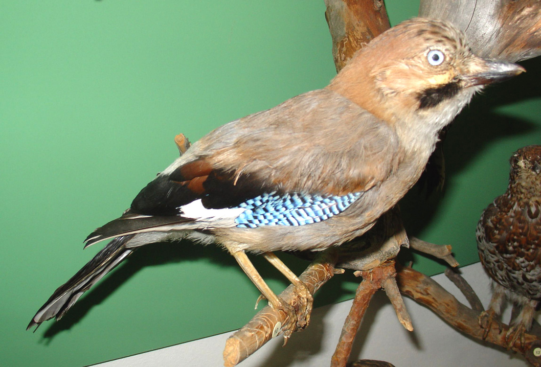 Чучело. Сойка. Garrulus glandarius. Чучело. Сойка. Garrulus glandarius.