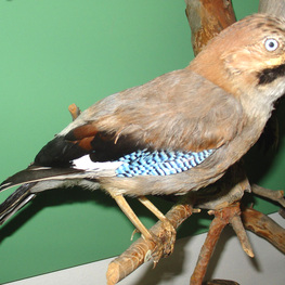Чучело. Сойка. Garrulus glandarius. Чучело. Сойка. Garrulus glandarius.
