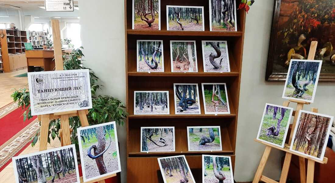 Фотовыставка «Танцующий лес»
