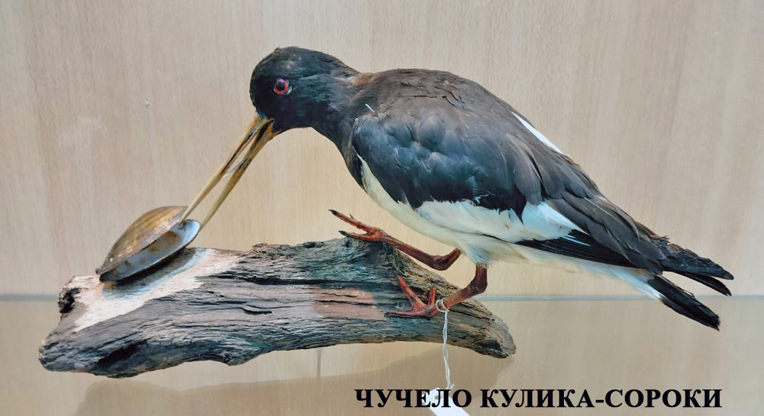 День орнитолога