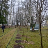 Сорок пять молодых лип