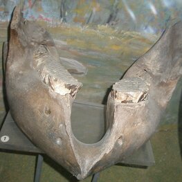 Нижняя челюсть. Мамонт шерстистый. Mammuthus primigenius,  Blumenbach, 1799.