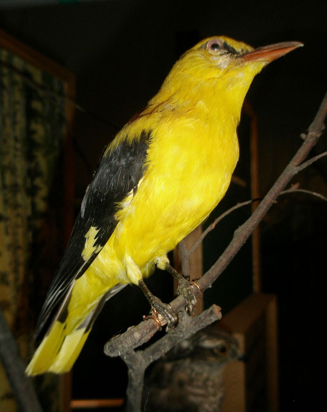 Чучело. Иволга. Oriolus oriolus. Пол: самец.