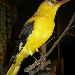 Чучело. Иволга. Oriolus oriolus. Пол: самец.