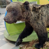 Новый экспонат в музее Новый экспонат в музее