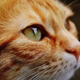 Программа для дошкольников «Всего понемножку о котах и кошках» Программа для дошкольников «Всего понемножку о котах и кошках»