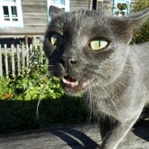 Онлайн-выставка «Мартовские коты» фотоклуба «Плёс» (ч.2) Онлайн-выставка «Мартовские коты» фотоклуба «Плёс» (ч.2)