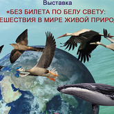 Онлайн-выставка: «Без билета по белу свету: путешествия в мире живой природы» Онлайн-выставка: «Без билета по белу свету: путешествия в мире живой природы»