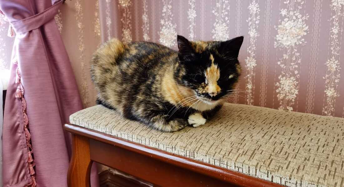 «Кошки не похожи на людей» «Кошки не похожи на людей»